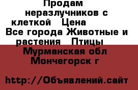 Продам 2 неразлучников с клеткой › Цена ­ 2 500 - Все города Животные и растения » Птицы   . Мурманская обл.,Мончегорск г.